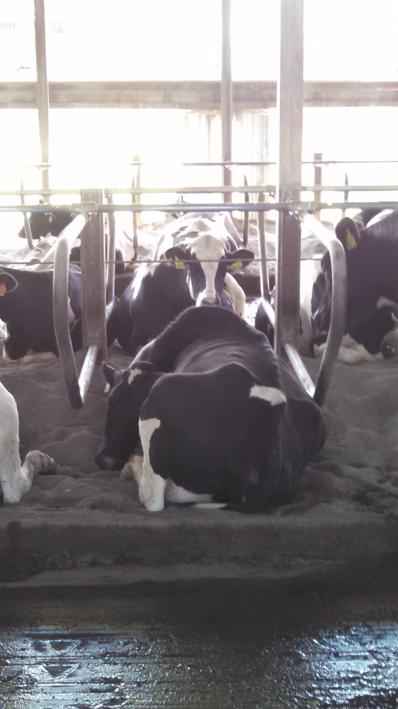 Kendra Lamb Mom’s with the Moo’s Milk For Health