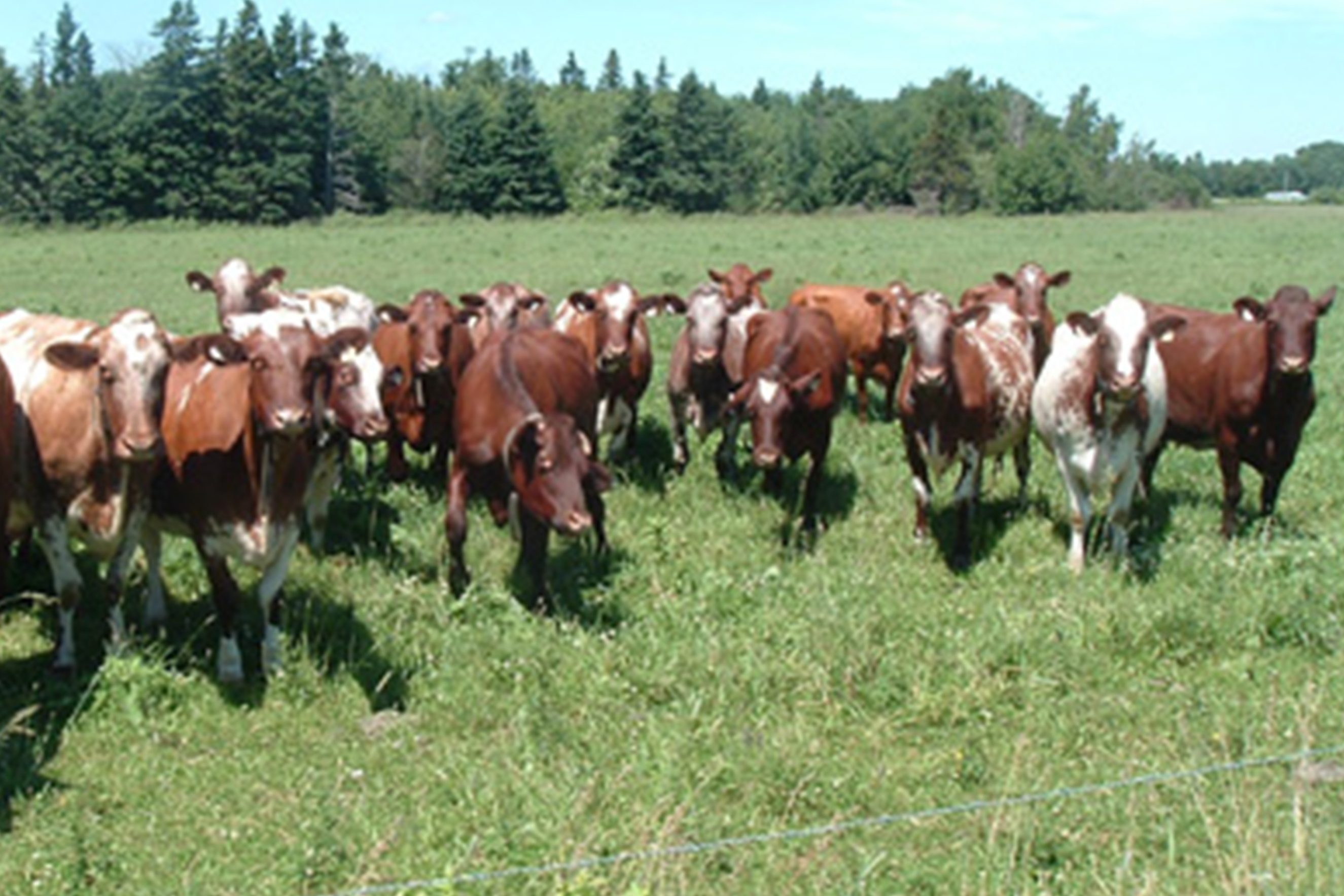 Milking Shorthorn | Milk For Health